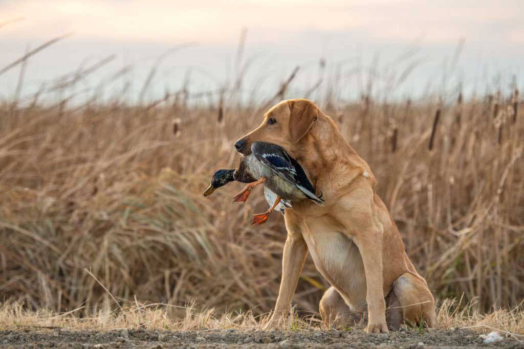 Best Hunting Spots for Duck Hunting with Dog