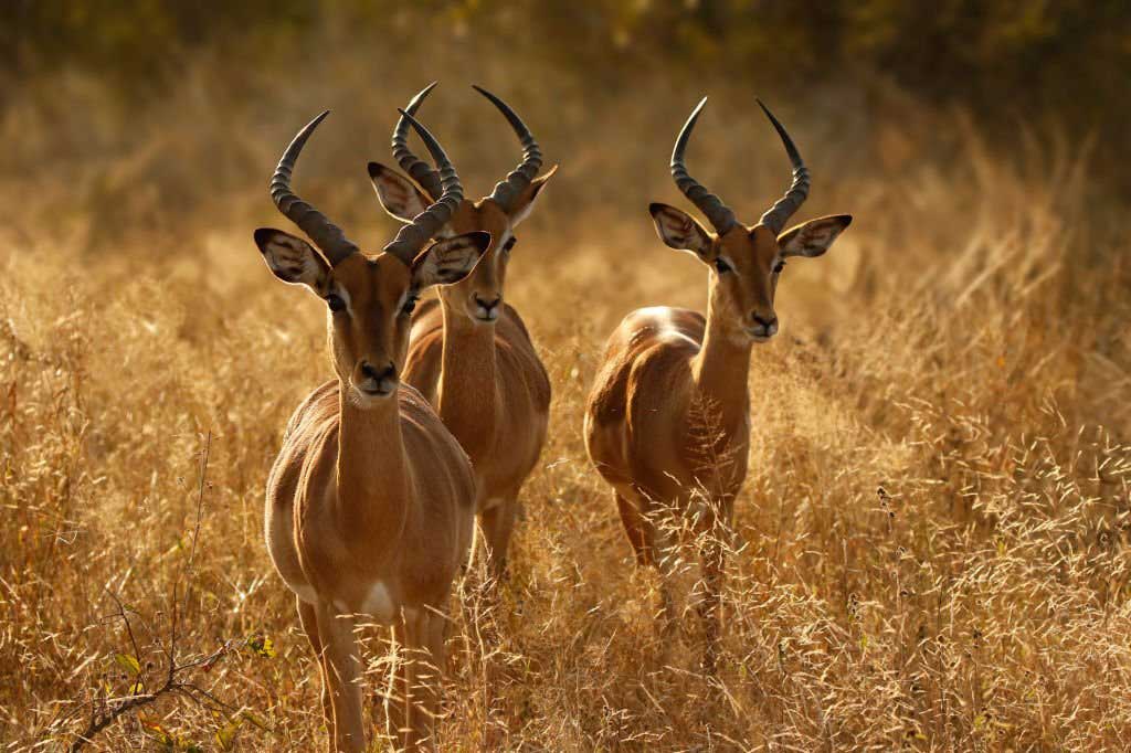 Worlds Best Hunting Spots in South Africa