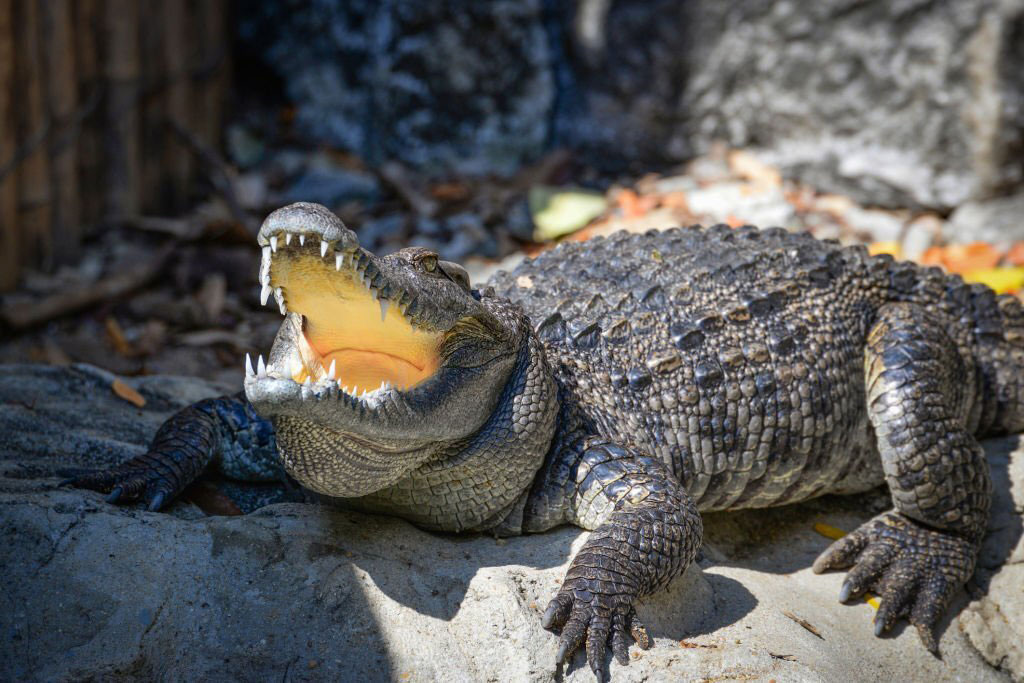 Langkawi Crocodile Farm