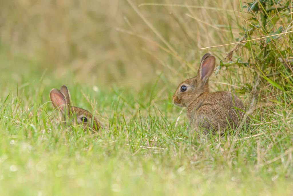 Worlds Best Hunting Spots for Rabbits hunting