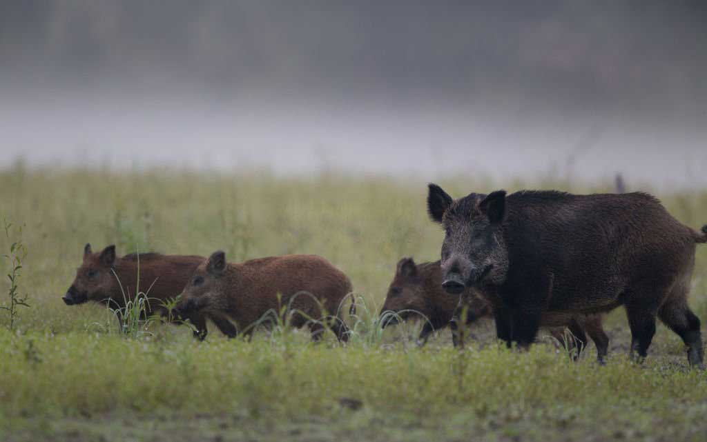 Wild boar hunting