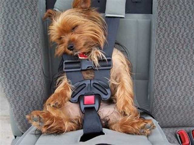 Dog Travel Tips