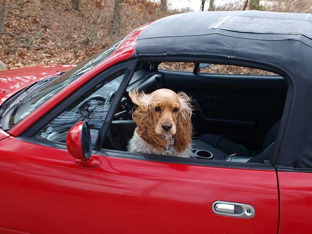 Travelling with a Dog