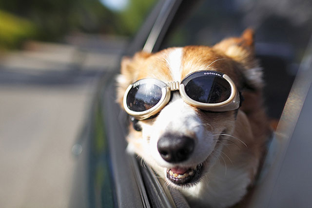 Dog Travel Tips