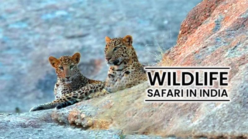 Wildlife Safari in India